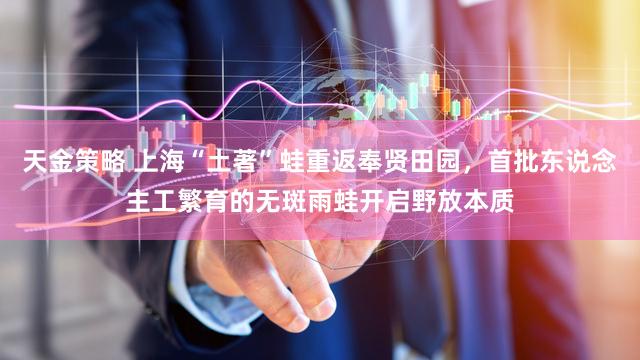 天金策略 上海“土著”蛙重返奉贤田园，首批东说念主工繁育的无斑雨蛙开启野放本质